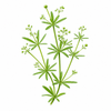 Cleavers aerial parts
