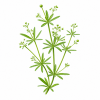 Cleavers aerial parts