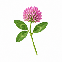 Red clover blossom
