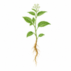 Stillingia root