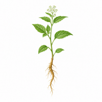 Stillingia root