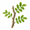 Prickly ash bark